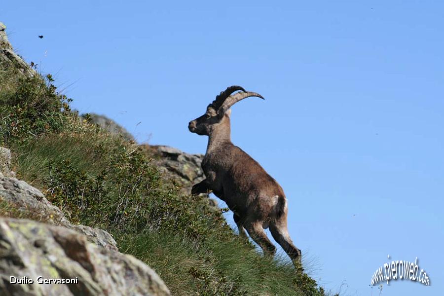 07 Stambecco al Passo di Salmurano.jpg